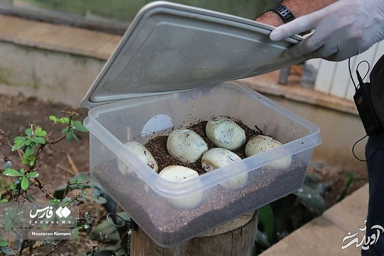 (تصاویر) تولد بچه مارهای پیتون در پارک چمران کرج